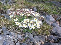 Androsace villosa 16, Saxifraga-Jasenka Topic