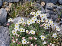 Androsace villosa 17, Saxifraga-Jasenka Topic