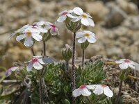 Androsace villosa 19, Saxifraga-Willem van Kruijsbergen