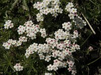 Androsace villosa 20, Saxifraga-Jan van der Straaten