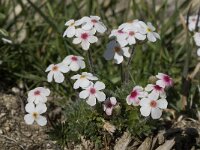 Androsace villosa 21, Saxifraga-Willem van Kruijsbergen