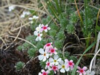 Androsace villosa 22, Saxifraga-Jeroen Willemsen