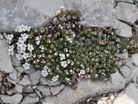 Androsace villosa 24, Saxifraga-Luuk Vermeer