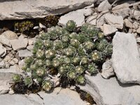 Androsace villosa 27, Saxifraga-Luuk Vermeer