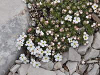 Androsace villosa 28, Saxifraga-Luuk Vermeer
