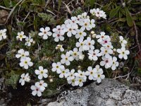 Androsace villosa 29, Saxifraga-Luuk Vermeer