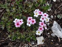 Androsace villosa 30, Saxifraga-Luuk Vermeer