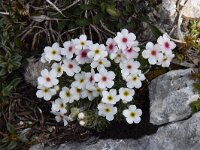 Androsace villosa 31, Saxifraga-Luuk Vermeer