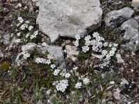 Androsace villosa 34, Saxifraga-Luuk Vermeer