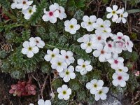 Androsace villosa 36, Saxifraga-Harry Jans  Androsace villosa