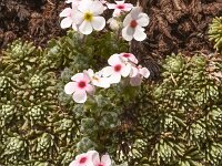 Androsace villosa 37, Saxifraga-Harry Jans  Androsace villosa