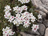 Androsace villosa 38, Saxifraga-Harry Jans  Androsace villosa