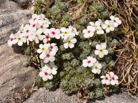 Androsace villosa 39, Saxifraga-Harry Jans  Androsace villosa