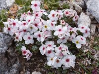 Androsace villosa 40, Saxifraga-Harry Jans  Androsace villosa