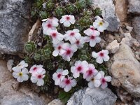 Androsace villosa 41, Saxifraga-Harry Jans  Androsace villosa