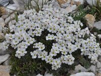 Androsace villosa 42, Saxifraga-Harry Jans