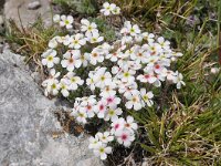 Androsace villosa 43, Saxifraga-Harry Jans