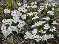 Androsace villosa 44, Saxifraga-Harry Jans