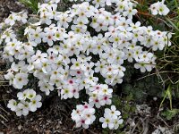 Androsace villosa 45, Saxifraga-Harry Jans