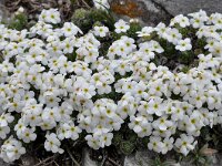 Androsace villosa 46, Saxifraga-Harry Jans