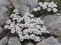 Androsace villosa 47, Saxifraga-Harry Jans