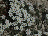 Androsace villosa 5, Saxifraga-Jan van der Straaten