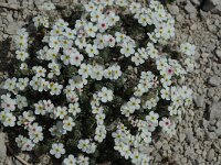 Androsace villosa 9, Saxifraga-Jan van der Straaten