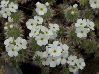 Androsace villosa arachnoides 10, Saxifraga-Willem van Kruijsbergen