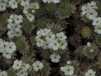 Androsace villosa arachnoides 11, Saxifraga-Willem van Kruijsbergen