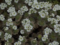 Androsace villosa arachnoides 12, Saxifraga-Willem van Kruijsbergen