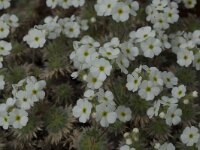 Androsace villosa arachnoides 13, Saxifraga-Willem van Kruijsbergen