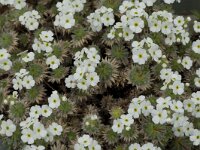 Androsace villosa arachnoides 7, Saxifraga-Willem van Kruijsbergen