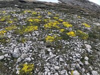 Androsace vitaliana 25, habitat, Saxifraga-Harry Jans