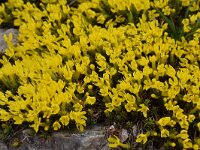 Androsace vitaliana 26, Saxifraga-Harry Jans