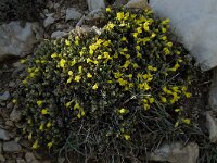 Androsace vitaliana ssp cinerea 10, Saxifraga-Willem van Kruijsbergen