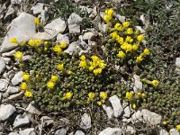 Androsace vitaliana ssp cinerea 11, Saxifraga-Willem van Kruijsbergen