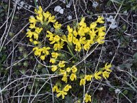 Androsace vitaliana ssp cinerea 19, Saxifraga-Luuk Vermeer