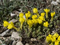 Androsace vitaliana ssp cinerea 2, Saxifraga-Willem van Kruijsbergen
