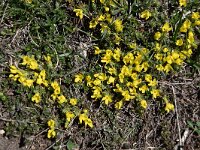 Androsace vitaliana ssp cinerea 20, Saxifraga-Luuk Vermeer