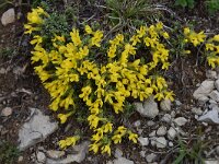 Androsace vitaliana ssp cinerea 21, Saxifraga-Luuk Vermeer