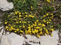 Androsace vitaliana ssp cinerea 22, Saxifraga-Luuk Vermeer
