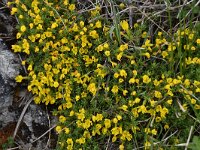 Androsace vitaliana ssp cinerea 23, Saxifraga-Luuk Vermeer