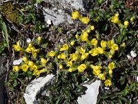 Androsace vitaliana ssp cinerea 24, Saxifraga-Luuk Vermeer