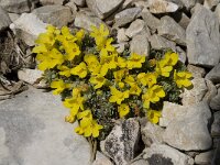 Androsace vitaliana ssp cinerea 3, Saxifraga-Willem van Kruijsbergen
