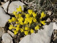 Androsace vitaliana ssp cinerea 4, Saxifraga-Willem van Kruijsbergen
