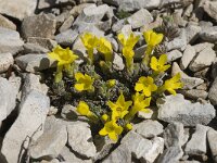 Androsace vitaliana ssp cinerea 5, Saxifraga-Willem van Kruijsbergen