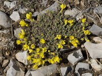 Androsace vitaliana ssp cinerea 6, Saxifraga-Willem van Kruijsbergen