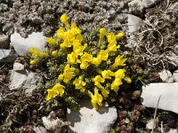 Androsace vitaliana ssp cinerea 7, Saxifraga-Willem van Kruijsbergen