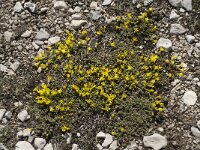 Androsace vitaliana ssp cinerea 8, Saxifraga-Willem van Kruijsbergen