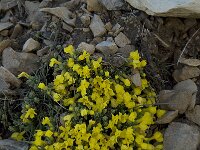 Androsace vitaliana ssp cinerea 9, Saxifraga-Willem van Kruijsbergen